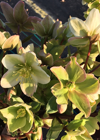 Helleborus x nigercors 'Honeyhill Joy'